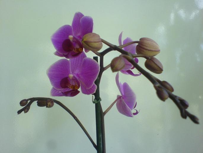 phalaenopsis2 - orhidee