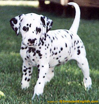 dalmatian-puppy - dalmatieni