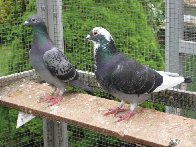 Perechea 3.Desmeth Mathis