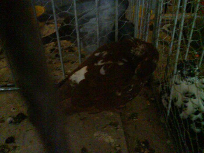 DSC00351 - Expozitia de la Tarnaveni din 2009