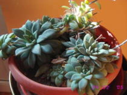 Echeveria - Suculente