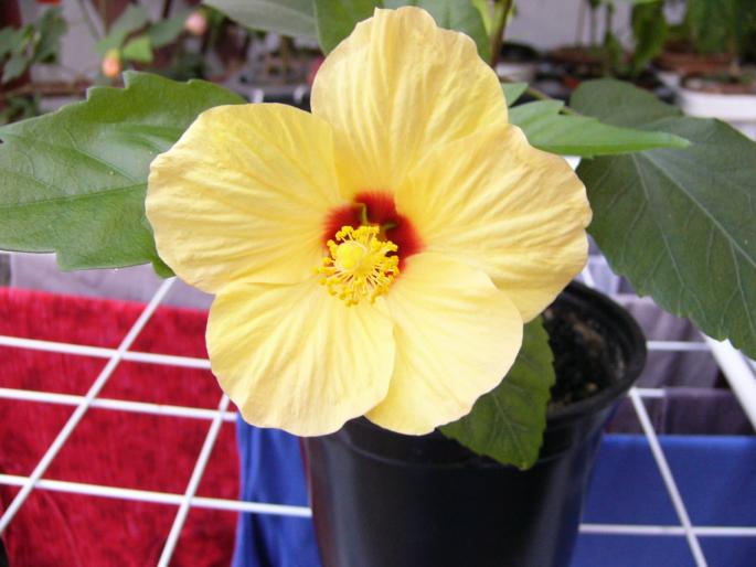 hibiscus