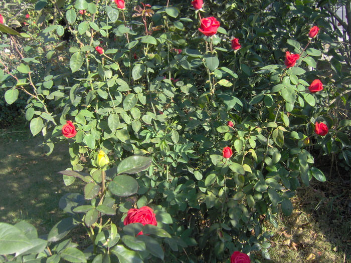 IM000237 - trandafirii in octombrie 2009