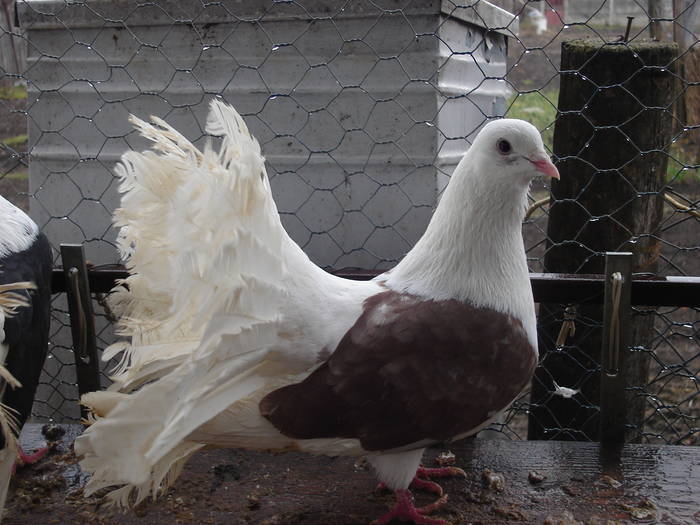 61 - D Porumbei Voltati Vechi