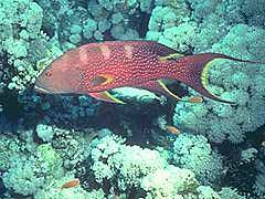 077 - poze muuuuuuuuuuuuuulte