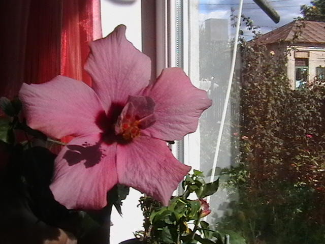 Picture 093