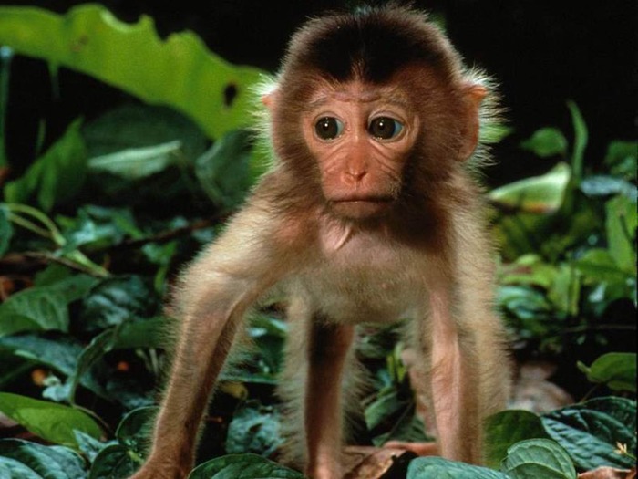 webshots1025 - Animale