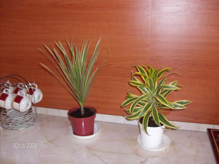 Picture 706mic; dracaena
