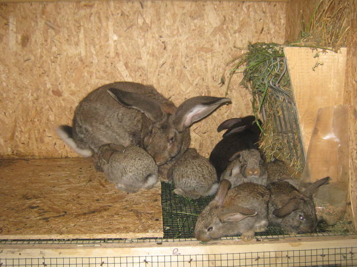 pui urias 3 saptamani - iepuri urias german