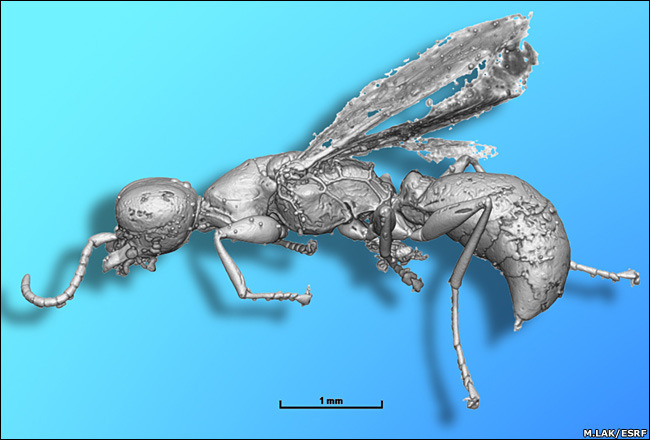 insecta-dinozaur - insecte