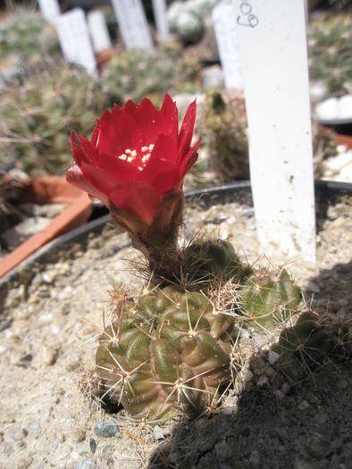 Lobivia nr. 1 - pui de dat - Lobivia