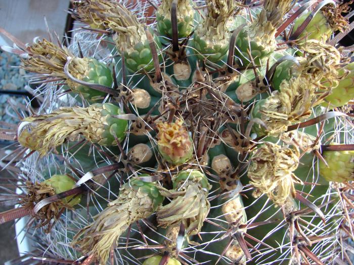 Ferocactus herrerae - Cactusi la Constanta
