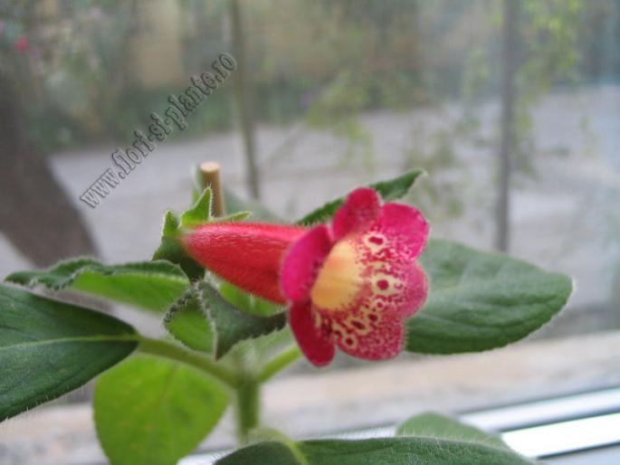 Kohleria  Flashdance 5