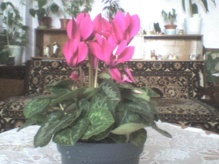 DSC00001 - plante 2008