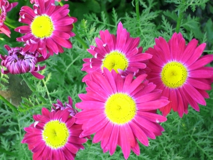 DSCI0498 - flori din gradina mea