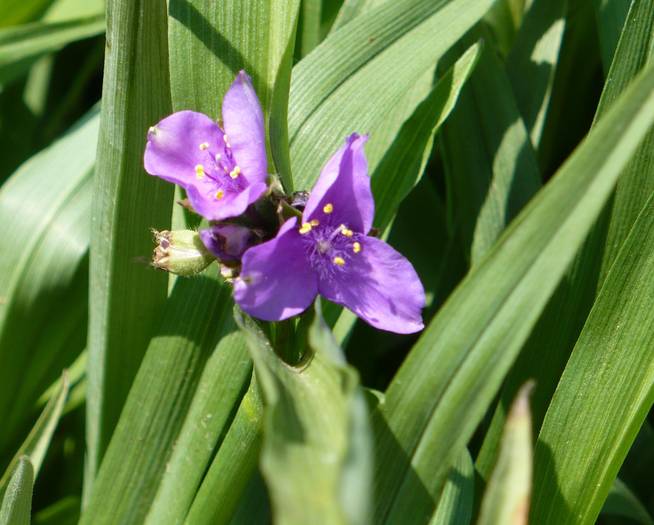Tradescantia andersoniana