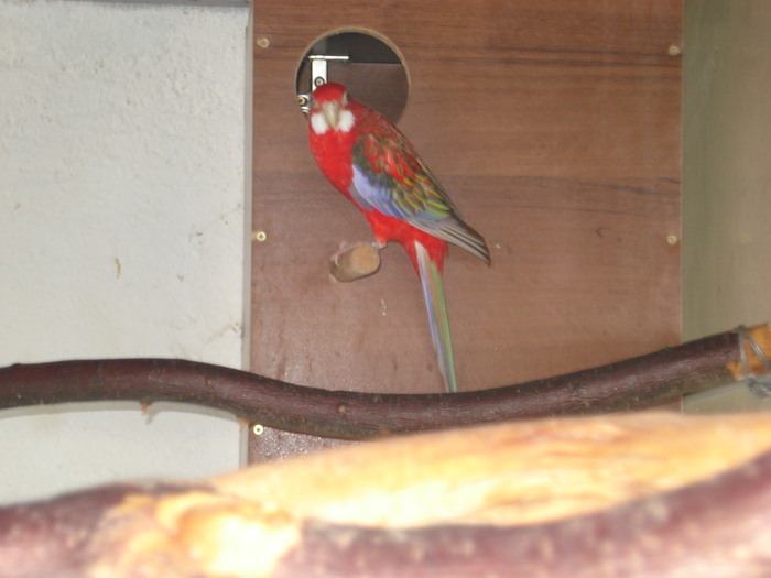 rosella rubin mascul - perusi rahau-alba