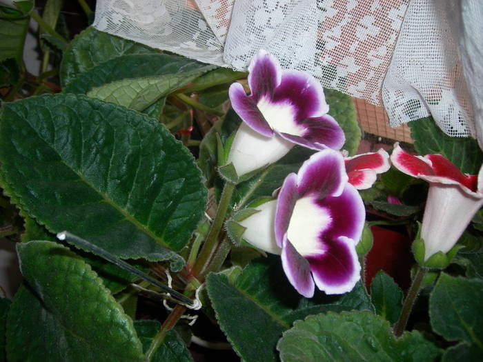 Gloxinie mov paspolat - Flori - 2009