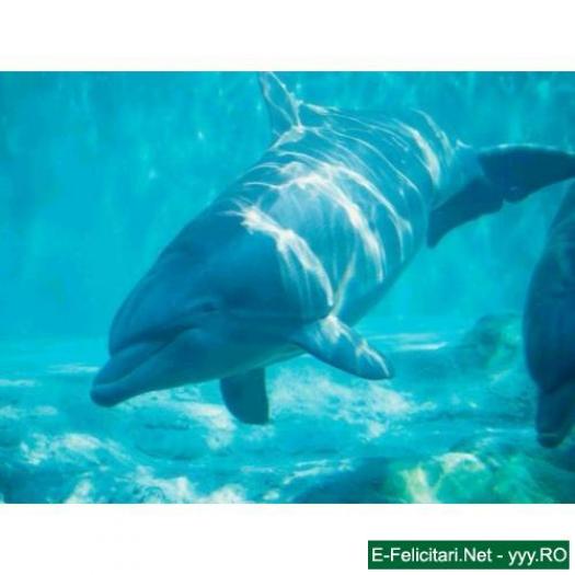 watermark - poze delfini