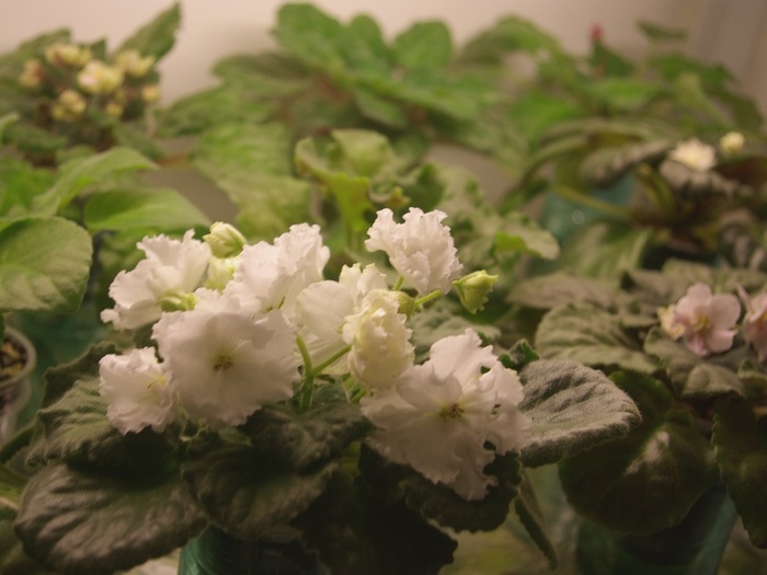 SG105551 - 2013 - Rafturi-Grup