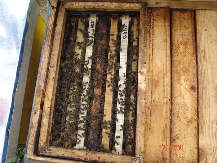 DSC05942 - albine alte noutati