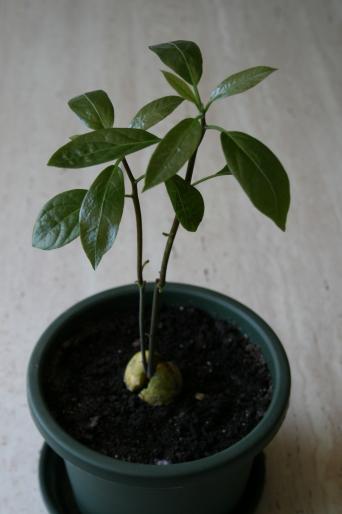 avocado; fam. lauraceae
