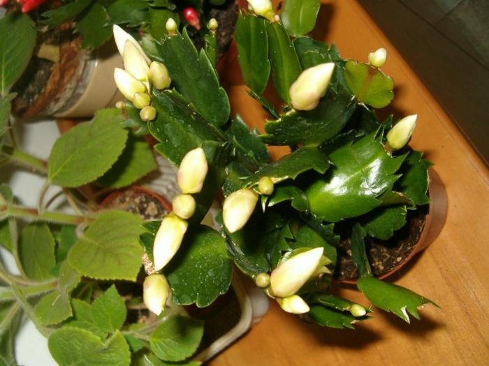 schlumbergera alba