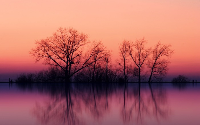 696_treesatdusk_1440x900