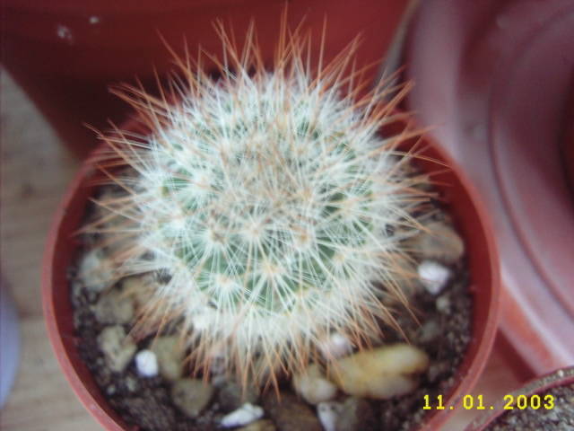 Mam.Crassior - Mammillaria