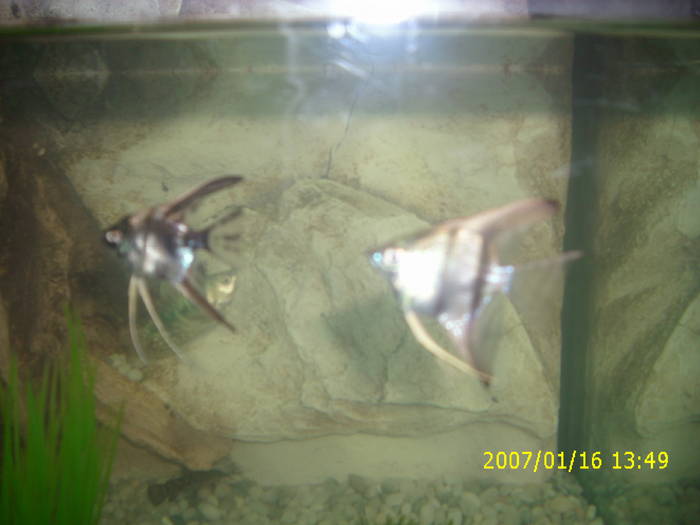 IMG_0838 - acvariul cu pesti