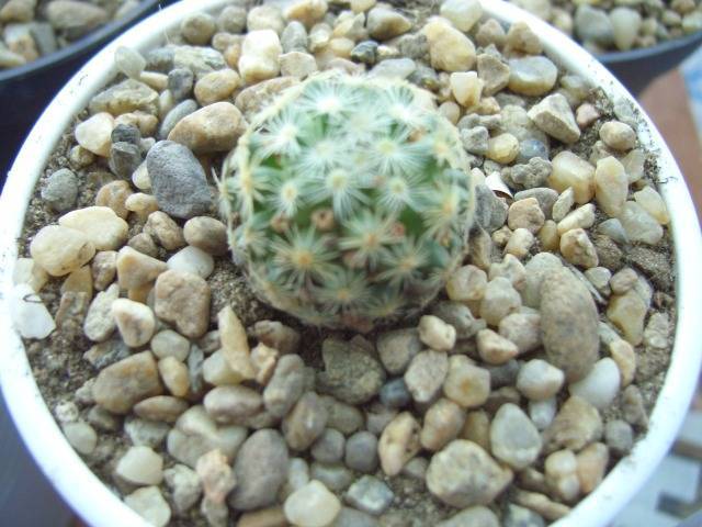 Mam.Schirorana Giserar - Mammillaria