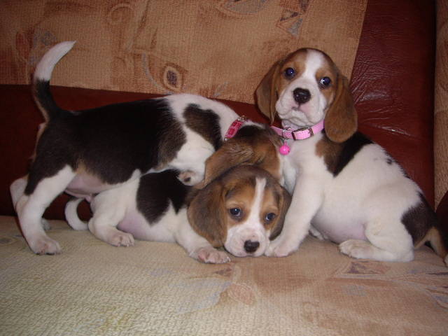 IMGP3738 - beagle