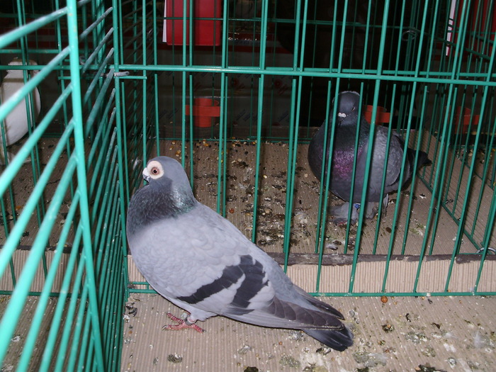 6535 cp 0 - 1507 partea 1b