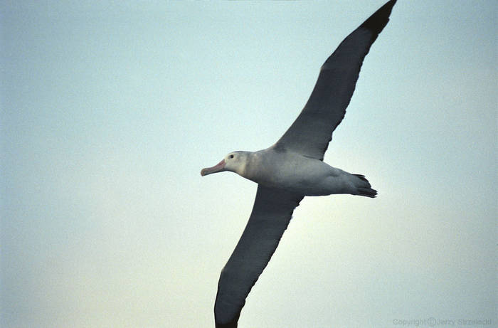 Antarctic,albatros_ 2 - ALBATROSII