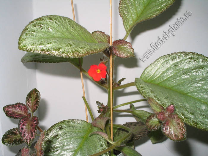 episcia Outoasis 4