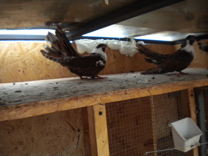 Picture 137 - Raicu 1