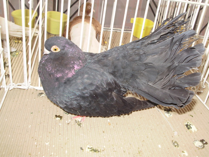 negru buc 5 - 1510 rz