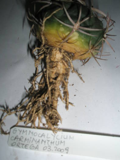 Gymnocalycium carminanthum - RADACINI de cactus