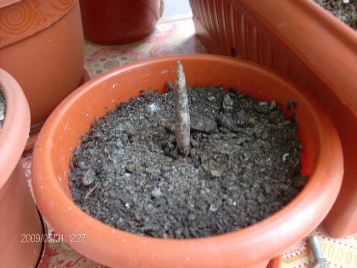 AMORPHOPHALLUS KONJAC- la o luna; asa arata la o luna de la plantare. Bulbul plantat are un diametru de circa 2,5 cm.
