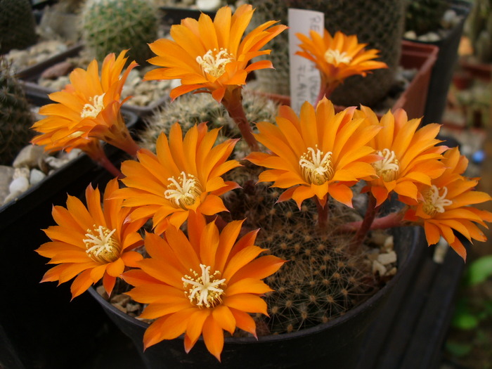 rebutia_flavistyla - genul Rebutia