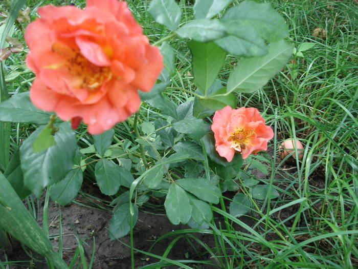 DSC09360