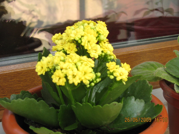 Kalanchoe galbena; Kalanchoe galbena
