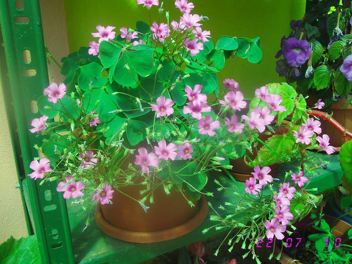 Oxalis