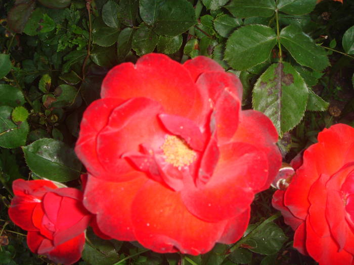 DSC01841 - trandafiri Romaniei