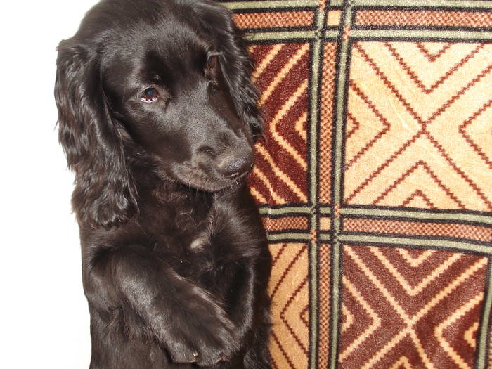 DSC09716 - ANIMALUTELE MELE