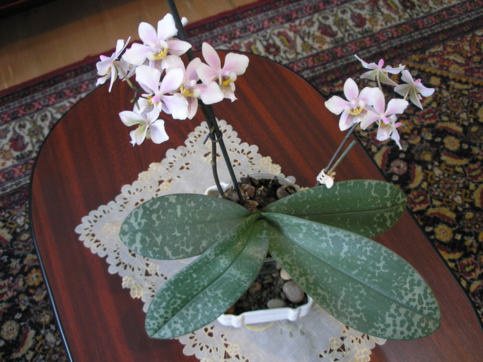 P1010046 - orhidee