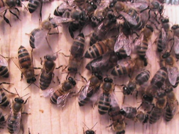 PIC_0250 - Zum-Zum-Albinuta