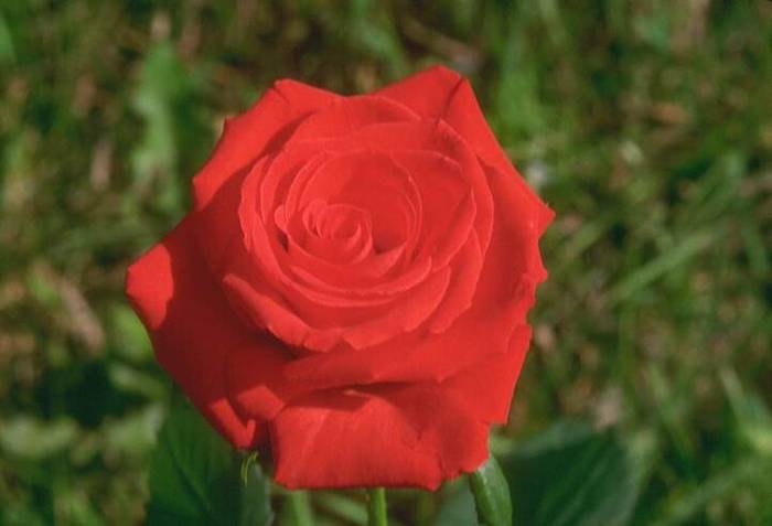 rose026 - Trandafiri
