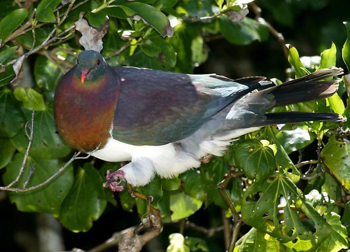 NewZealandWoodPigeon - Porumbei salbatici