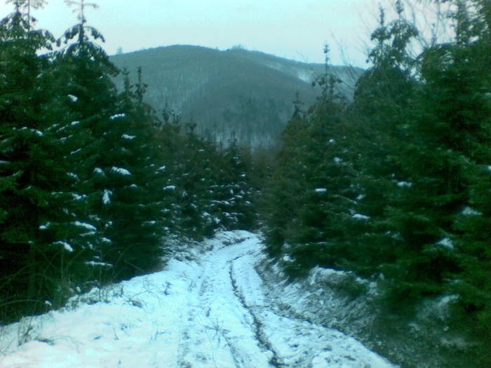 15022009(005) - vanatoare padure